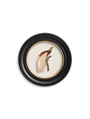 C.1809 Birds of Paradise - Round Frames - Aurina Ltd