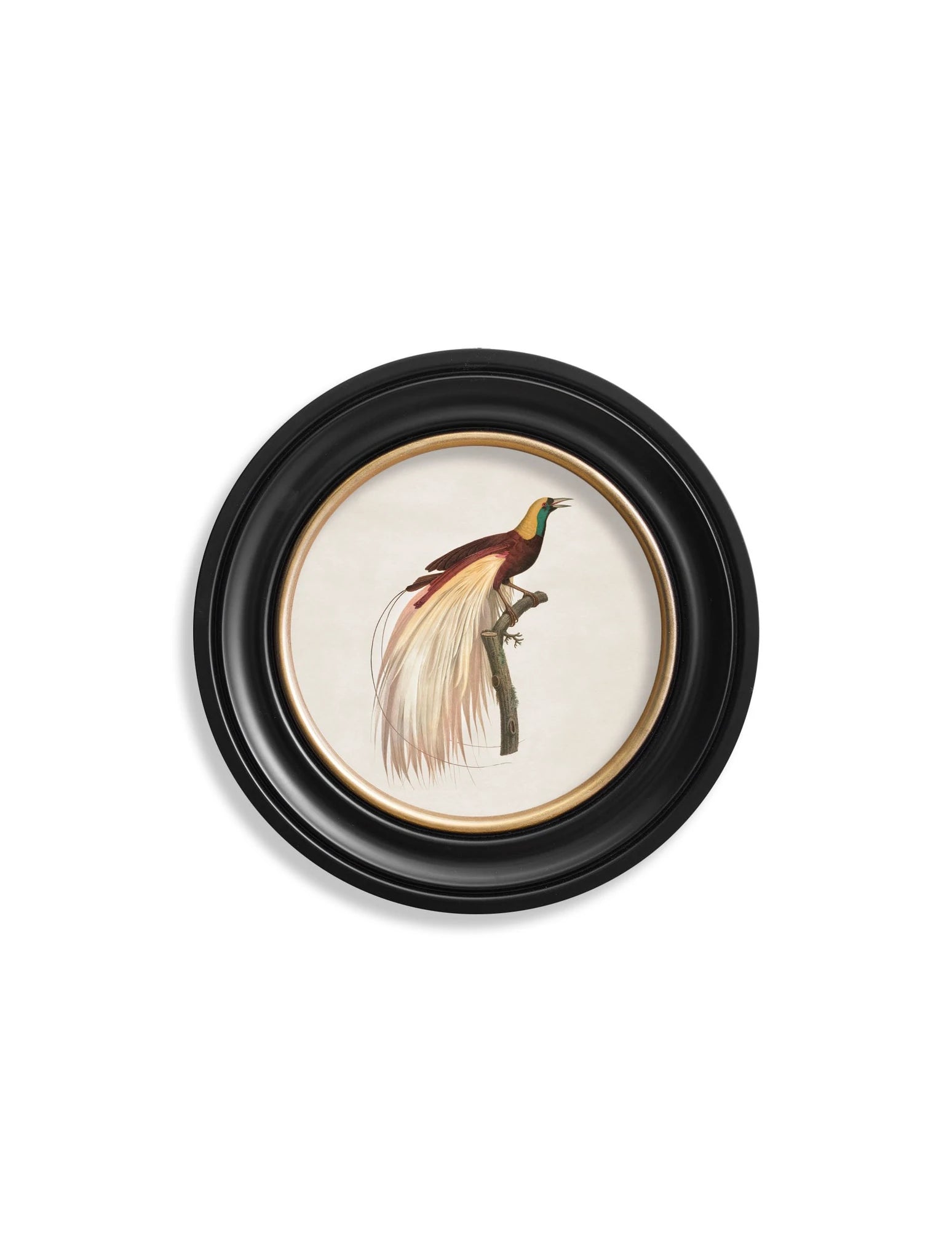 C.1809 Birds of Paradise - Round Frames - Aurina Ltd