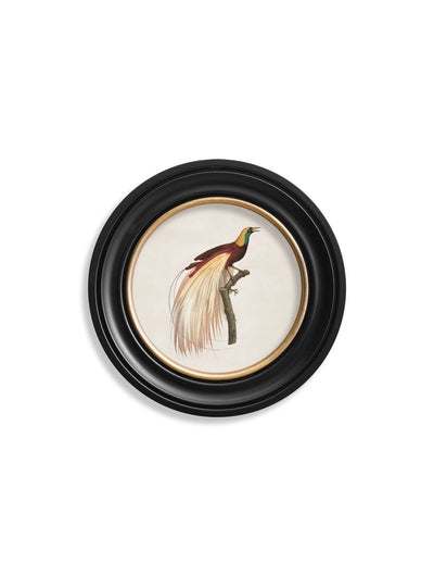 C.1809 Birds of Paradise - Round Frames - Aurina Ltd