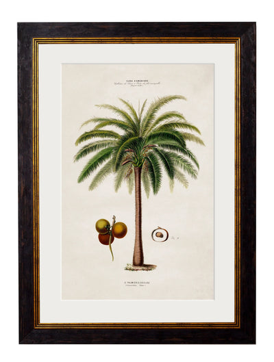 C.1843 Studies of South American Palm Trees - Aurina Ltd