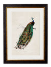 C.1847 Peacock - Aurina Ltd