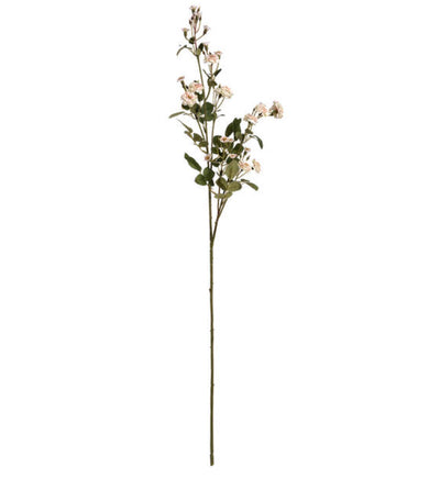 Cream Wild Meadow Rose - Aurina Ltd