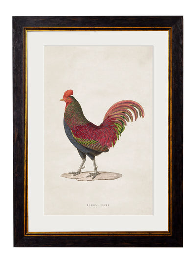 C.1838 Junglefowl - Aurina Ltd