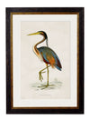 C.1850’s British Wading Birds - Aurina Ltd