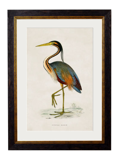 C.1850’s British Wading Birds - Aurina Ltd