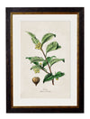 C.1877 Tea, Coffee, and Chocolate Plants - Aurina Ltd