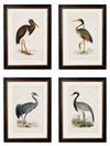 C.1850’s British Wading Birds - Aurina Ltd