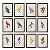 C.1800’s Collection of Parrots - Aurina Ltd