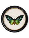 C.1836 TROPICAL BUTTERFLIES ROUND FRAMES - Aurina Ltd