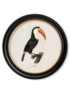 C.1809 Toucans - Round Frame - Aurina Ltd