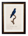 C.1800’s Collection of Parrots - Aurina Ltd