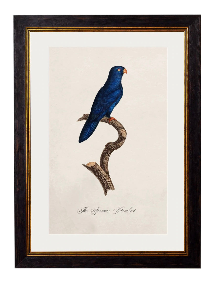 C.1800’s Collection of Parrots - Aurina Ltd