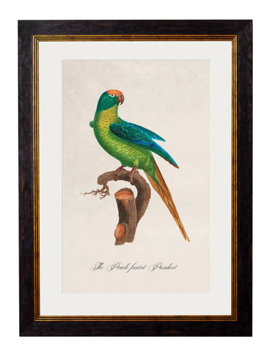 C.1800’s Collection of Parrots - Aurina Ltd