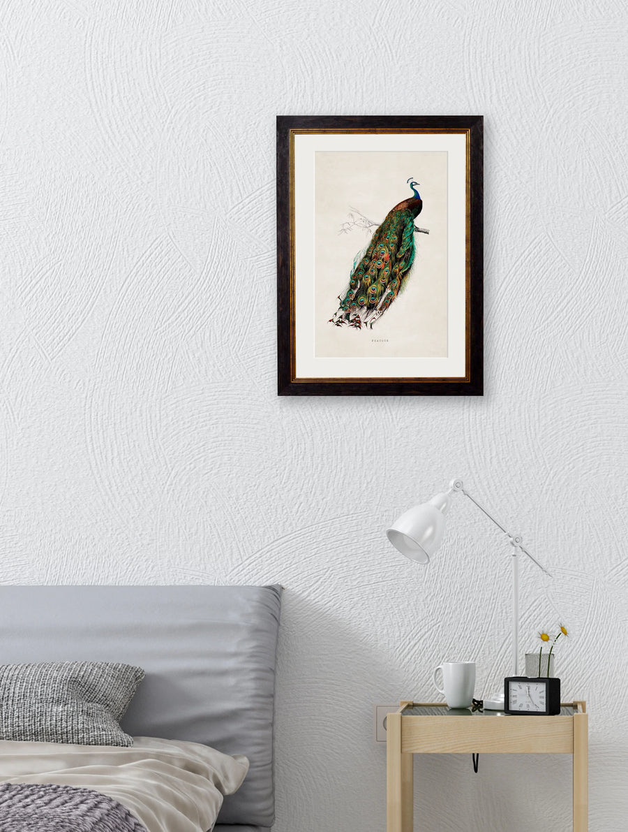 C.1847 Peacock - Aurina Ltd