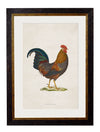 C.1838 Junglefowl - Aurina Ltd