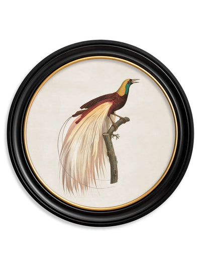 C.1809 Birds of Paradise - Round Frames - Aurina Ltd