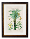 C.1877 Tropical Plants used as Food and Clothing - Aurina Ltd