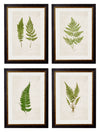 C.1864 Collection of British Ferns - Aurina Ltd