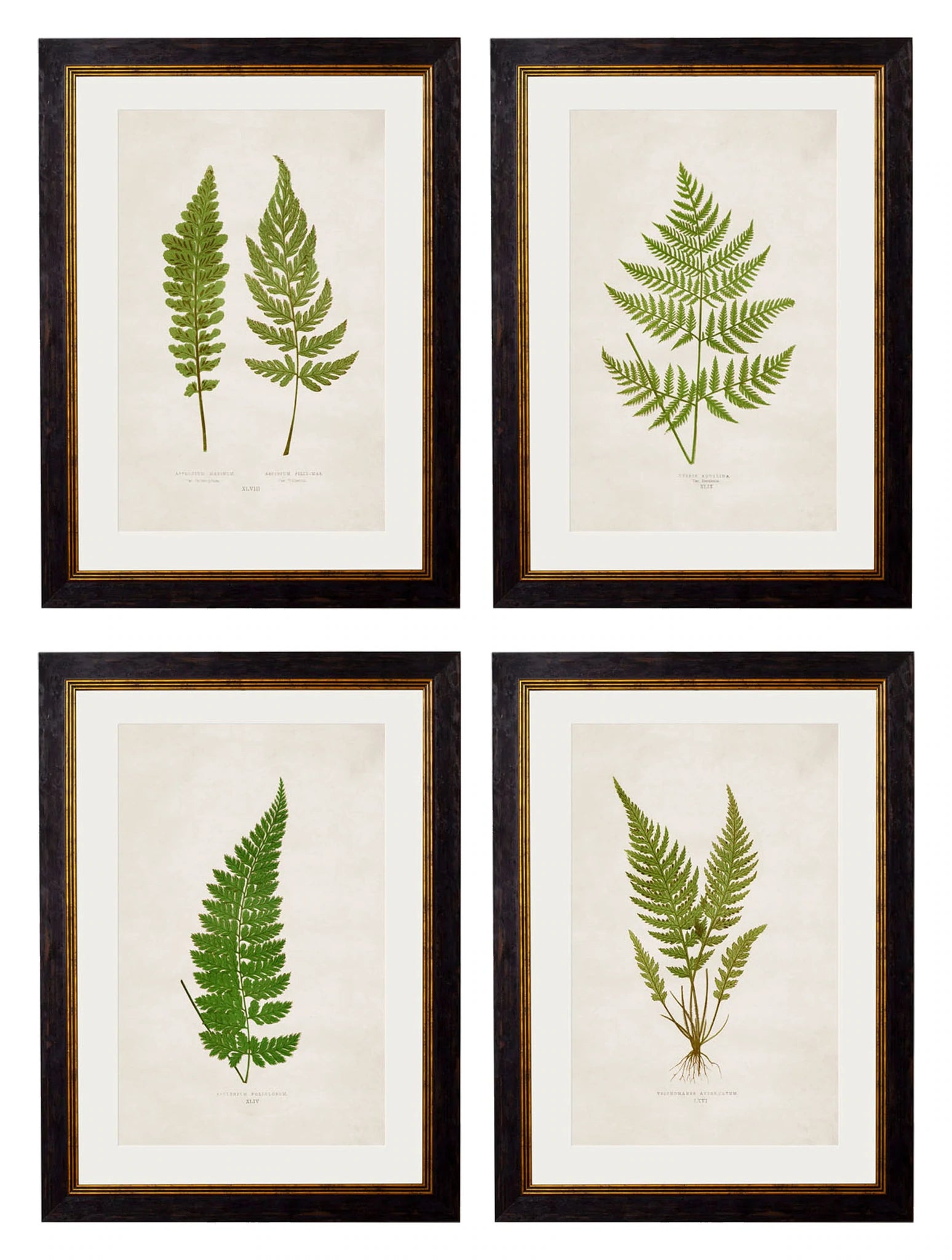 C.1864 Collection of British Ferns - Aurina Ltd
