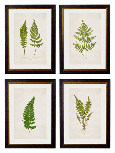 C.1864 Collection of British Ferns - Aurina Ltd