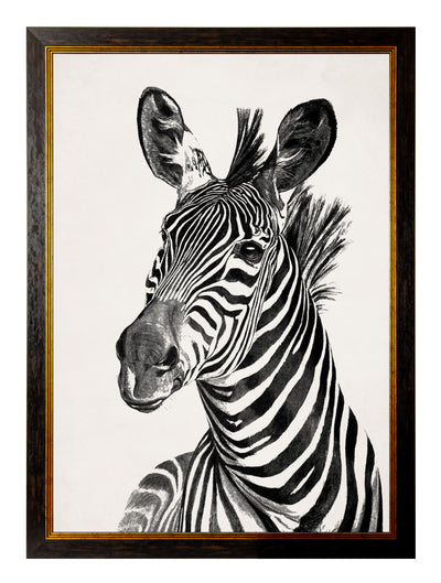 C.1890 Zebra Illustrations - Light - Aurina Ltd