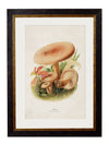 C.1913 Edible Mushrooms - Aurina Ltd