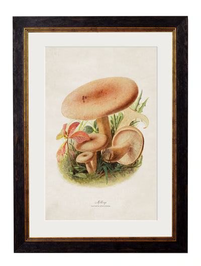 C.1913 Edible Mushrooms - Aurina Ltd