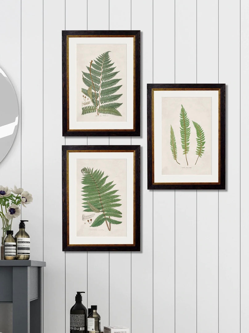 C.1831 Collection of Ferns - Aurina Ltd