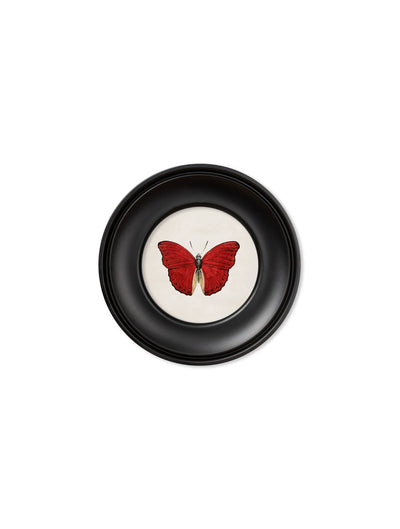 C. 1835 COLLECTION OF BUTTERFLIES IN SMALL ROUND FRAMES - Aurina Ltd