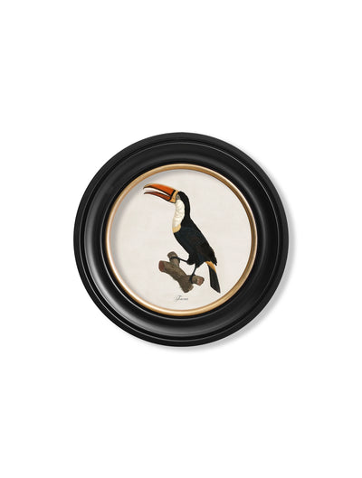 C.1809 Toucans - Round Frame - Aurina Ltd