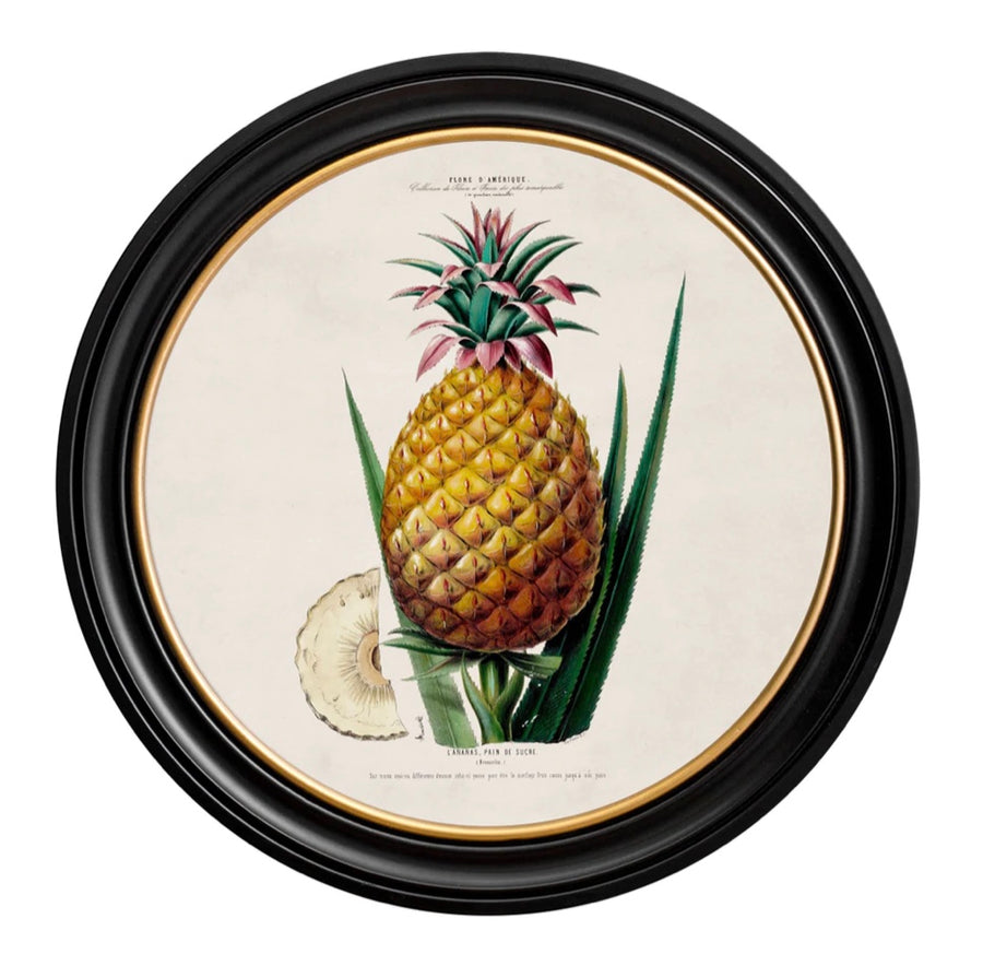 C.1843 Pineapple Plant - Round Frame - Aurina Ltd