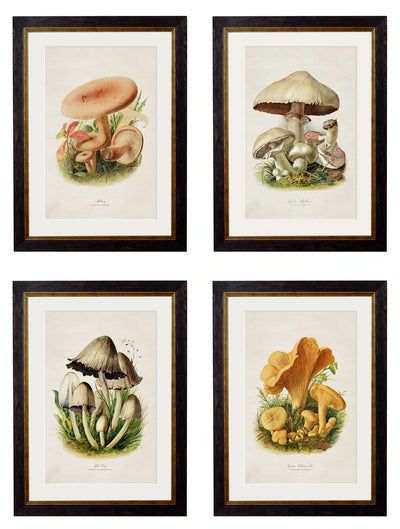 C.1913 Edible Mushrooms - Aurina Ltd