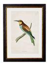 C.1870 Kingfisher and Bee Eater - Aurina Ltd