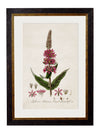 C.1837 British Flowering Plants - Aurina Ltd