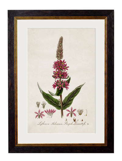 C.1837 British Flowering Plants - Aurina Ltd