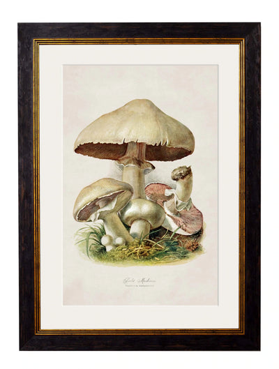 C.1913 Edible Mushrooms - Aurina Ltd