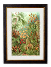 C.1904 Haeckel Flora - Aurina Ltd
