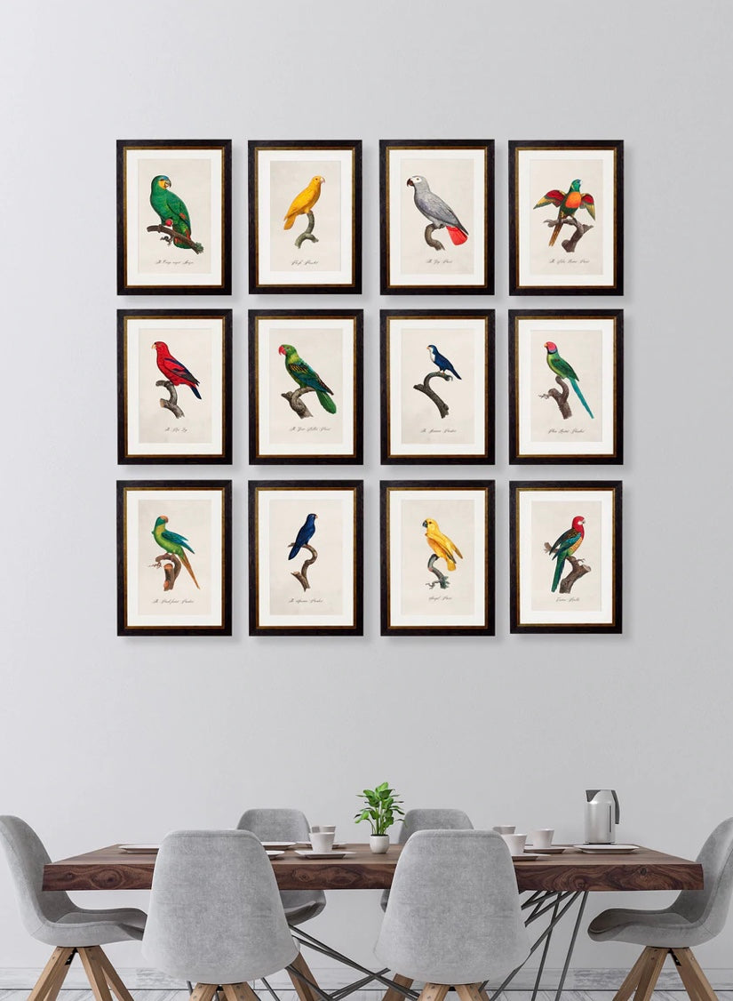 C.1800’s Collection of Parrots - Aurina Ltd