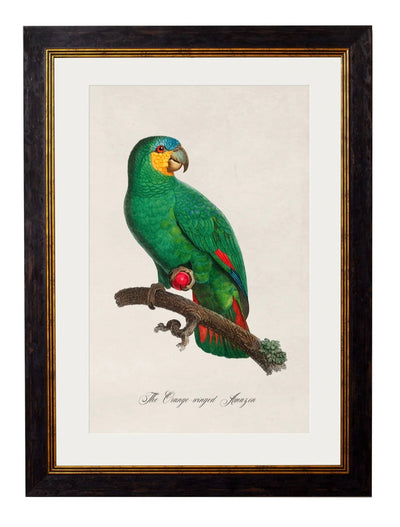 C.1800’s Collection of Parrots - Aurina Ltd