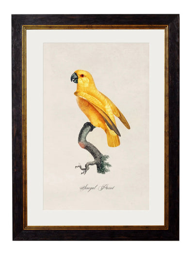 C.1800’s Collection of Parrots - Aurina Ltd