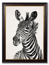 C.1890 Zebra Illustrations - Light - Aurina Ltd