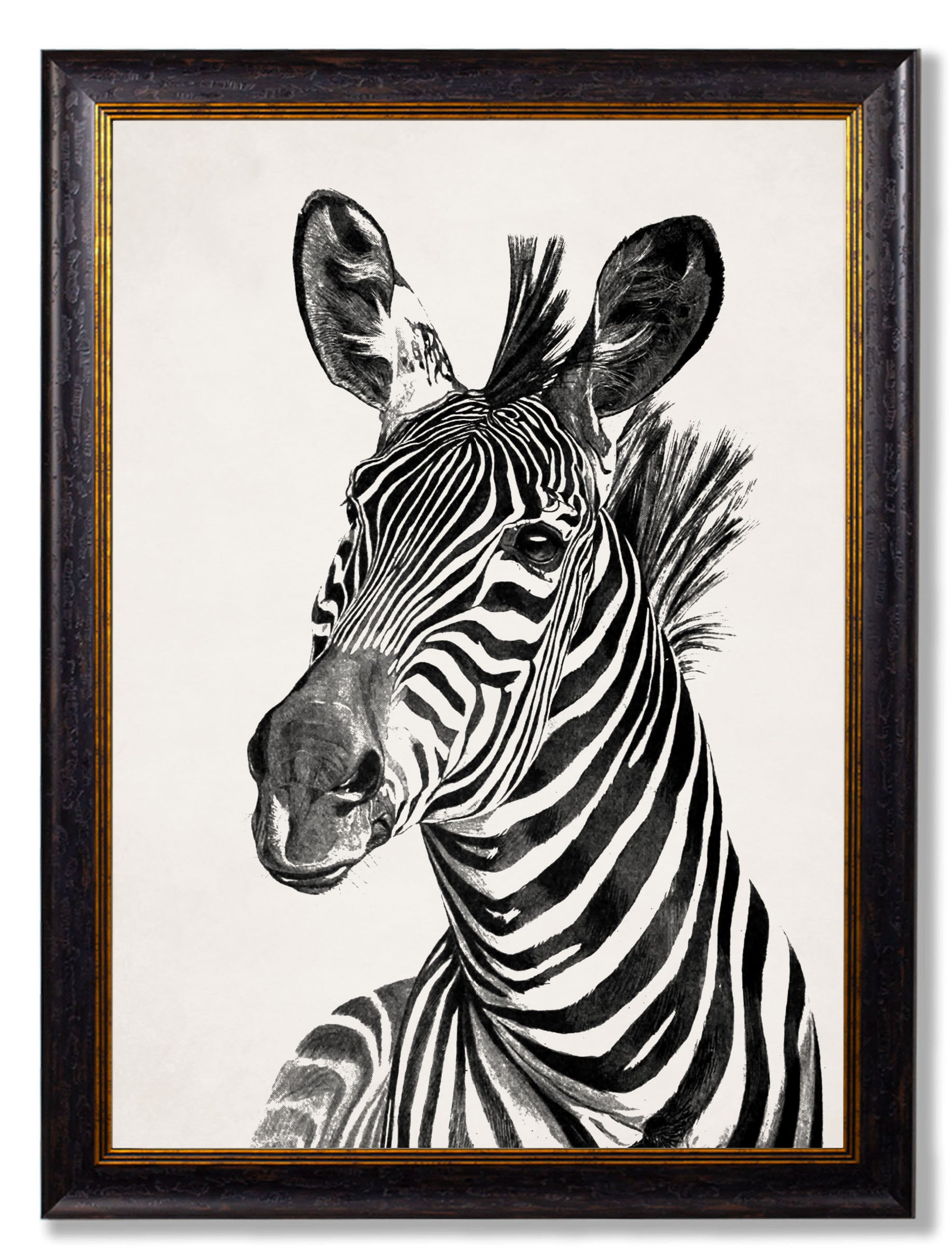 C.1890 Zebra Illustrations - Light - Aurina Ltd