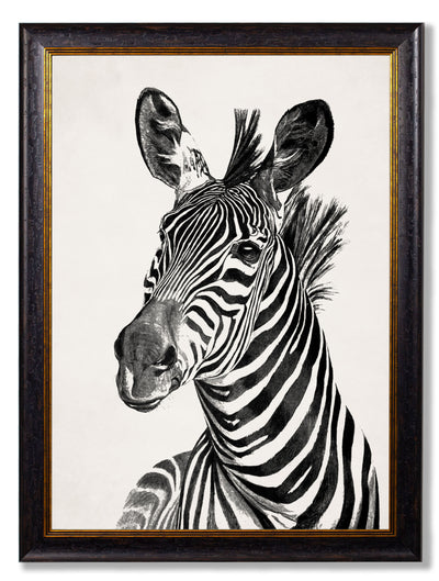 C.1890 Zebra Illustrations - Light - Aurina Ltd