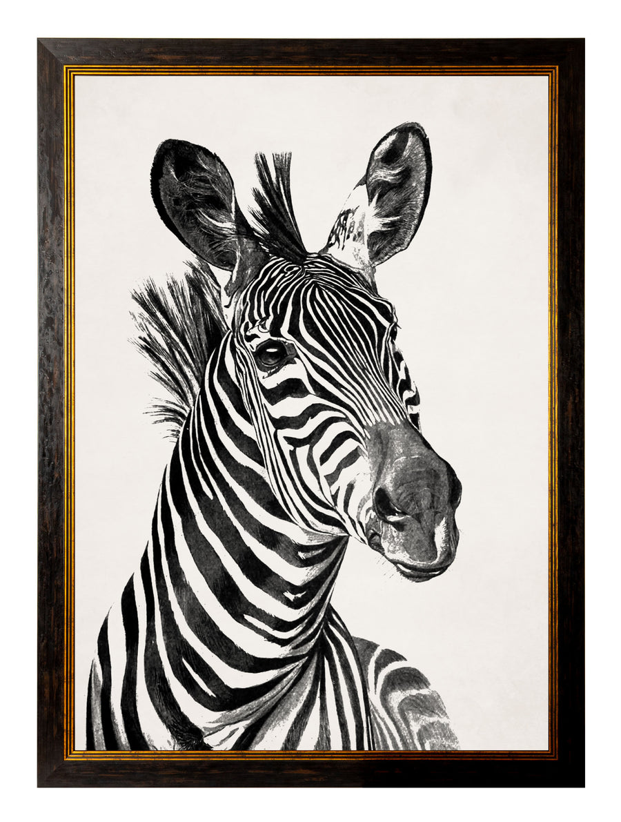 C.1890 Zebra Illustrations - Light - Aurina Ltd