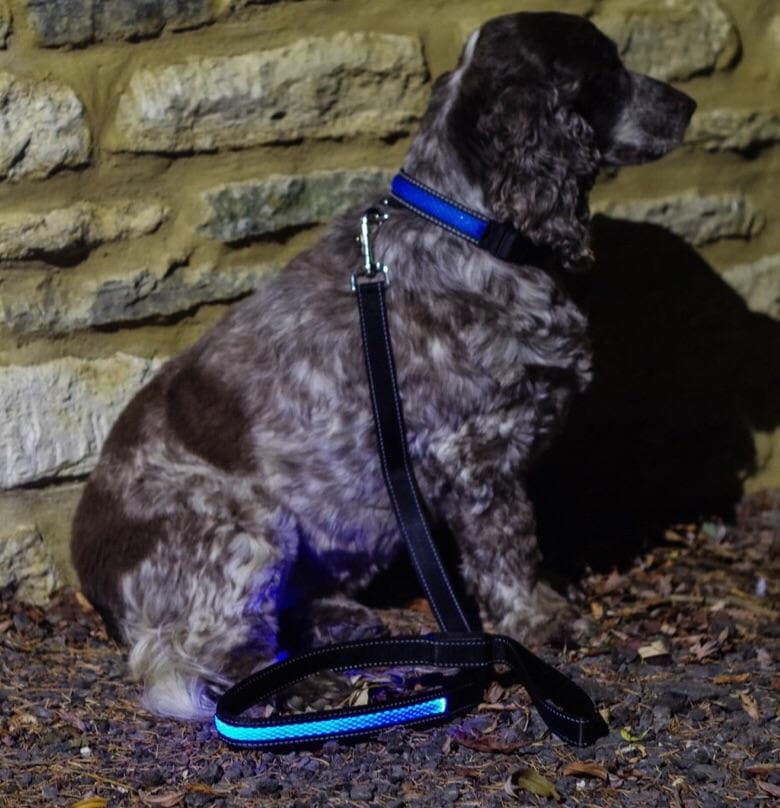 Illuminated Dog Lead - Aurina Ltd