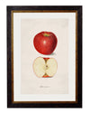 C.1886 Studies of Fruit - Aurina Ltd