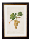 C.1817 Collection of Botanical Grapes - Aurina Ltd