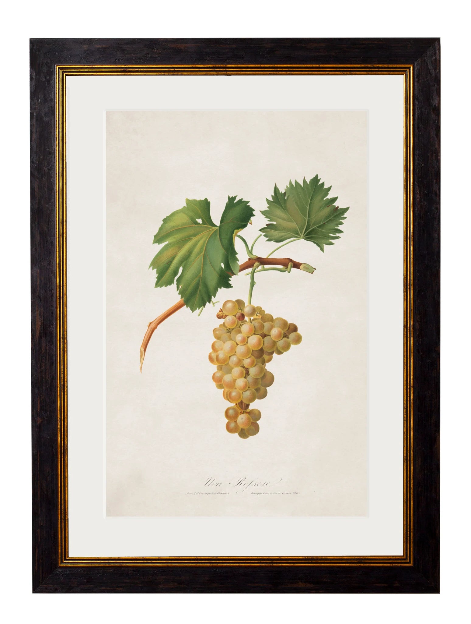 C.1817 Collection of Botanical Grapes - Aurina Ltd