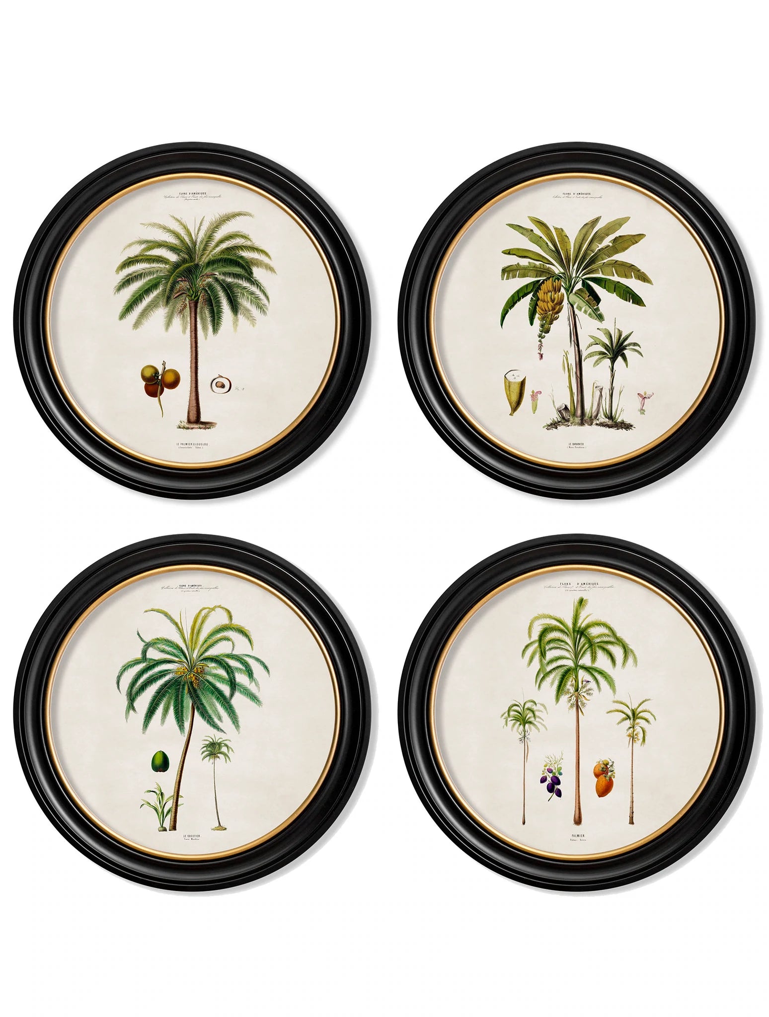 C.1843 Studies of South American Palm Trees in Round Frames - Aurina Ltd