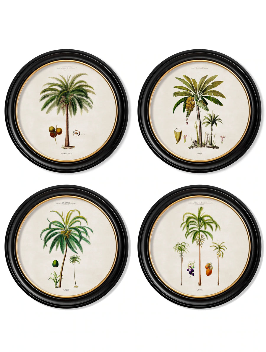 C.1843 Studies of South American Palm Trees in Round Frames - Aurina Ltd